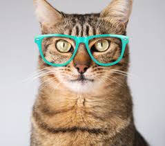 Science Says There S A Real Benefit To Watching Funny Cat Videos Real Simple