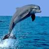 Estos animales, no tienen destinados ningún otro órgano para respirar, y es mediante su los erizos de mar son unos animales invertebrados, y estos tienen como animales muy primitivos la respiración por la piel al igual que sucede con los. 1