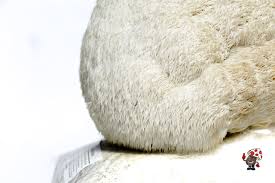 Maybe you would like to learn more about one of these? 7lb Lions Mane Mushroom Kits For Growing Hericium Erinaceous At Home