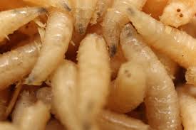 What are maggots a sign of? How To Get Rid Of Maggots Getridofthings Com