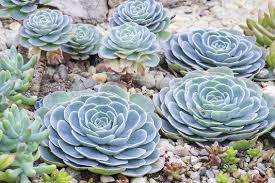 Image result for Euphorbia crebrifolia