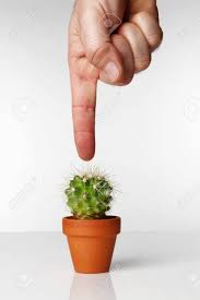 1800flowers.com has been visited by 100k+ users in the past month Small Cactus Plant In Ceramic Pot With A Male Finger From Above Stock Photo Picture And Royalty Free Image Image 12861253