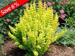 The shrubs are easy to grow from cuttings or you can buy young shrubs at your garden center. Lanscaping Shade Shrub Deer Proof Plants Plants Deer Resistant Plants