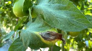 Image result for tomato seedling early blight