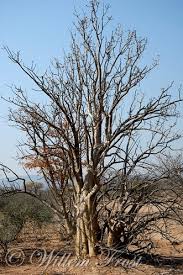 Image result for Sesamothamnus lugardii