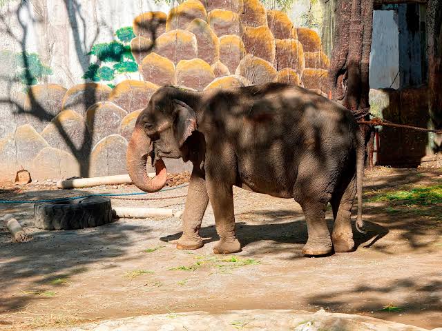 Death of world's 'saddest' elephant shines light on zoo animal welfare -  ABC News
