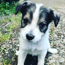 Black Australian Cattle Dog Mix Puppy Blue Tzu Heeler Shih Tzu X Australian Cattle Dog Cattle Dogs Mix Australian Cattle Dog Mix Cattle Dog
