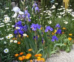 Check spelling or type a new query. Poisonous Garden Plants Iris Azalea And Hydrangea Dengarden