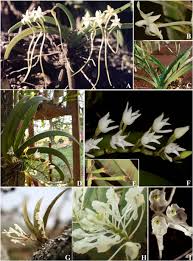 Image result for Rangaeris