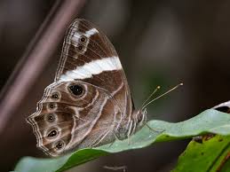 Image result for Dysphania congolana