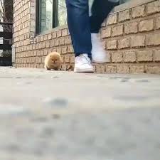 Defne Adli Kullanicinin Yavru Kopekler Panosundaki Pin Komik Hayvan Komik Hayvan Videolari Hayvan Mizahi