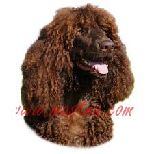 Image result for irský vodní španěl