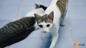 Maybe you would like to learn more about one of these? 8 à¸ª à¸‡à¸«à¸²à¸„à¸¡ à¸§ à¸™à¹à¸¡à¸§à¹‚à¸¥à¸ à¸§ à¸™à¸‚à¸­à¸‡à¹à¸¡à¸§à¹€à¸¡ à¸¢à¸§ 1 à¸§ à¸™