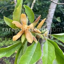Image result for Magnolia champaca