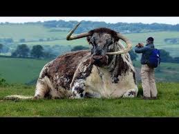 Dunyanin En Buyuk Bogasi Ile Tanisin Guinness Rekorlar Kitabina Giren Boga Youtube Different Horse Breeds Bull Animals