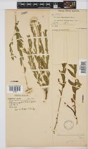 Image result for Vernonia galpinii