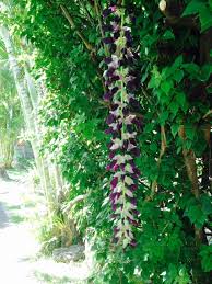 Image result for Mucuna pruriens