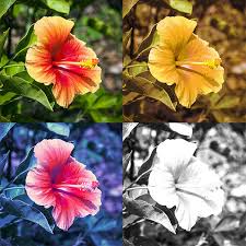 Image result for Color Blindness