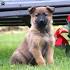 German Shepherd Mix Puppies For Sale - GSD Mix ...