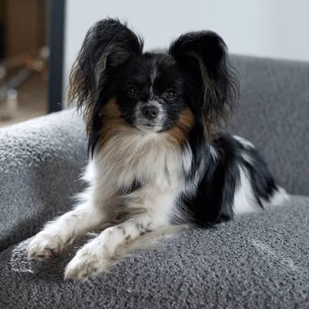 Papillon Dog Breed Guide: Care and Training | BorrowMyDoggy