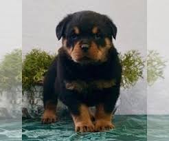 German rottweiler puppies for sale in texas. View Ad Rottweiler Litter Of Puppies For Sale Near Texas Waxahachie Usa Adn 43994 Rottweiler Puppies For Sale Rottweiler Puppies