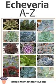 Each indoor plant is given its main common name used and botanical/scientific name. Echeveria List A Z Gorgeous Hens And Chicks The Tender Kind