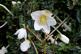 Die hübschen stauden sind sehr pflegeleicht und blühen je nach sorte etwa von januar bis mai. Christrose Im Balkonkasten So Fuhlt Sie Sich Pudelwohl