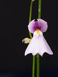 Image result for Utricularia baoulensis