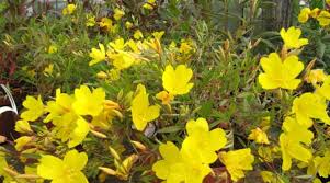 Image result for Otiophora