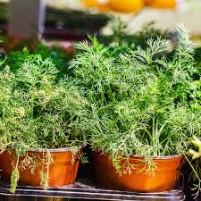 Si vous voulez donner à vos recettes une touche… Ce Plante Aromatice PoÈ›i Avea La Ghiveci Adela Parvu Interior Design Blogger