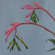 Bromeliad Billbergia Amoena Var By Marion Michelsen Billbergia amoena is a plant species in the genus billbergia. imagekind
