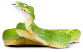 Reptiles make great pets for many different reasons. Types Of Reptiles Reptile Facts Dk Find Out