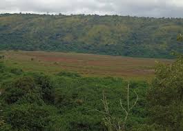 Image result for Vernonia griseopapposa