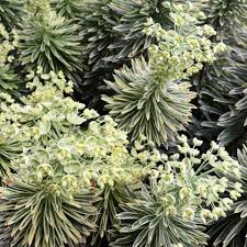Details silver swan is a variegated selection with white edging to the leaves and bracts, giving a striking appearance. Euphorbia Characias Silver Swan Pbr Warners Nurseries