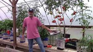 The general who refused to massacre the democracy protestors was put under arrest, and the next guy *almost ten years ago i had a cia guy in my cab. Growing Tomatoes In A Trashcan Dutch Bucket Hydroponics Youtube