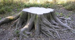 How Much Does Tree Stump Removal Cost?