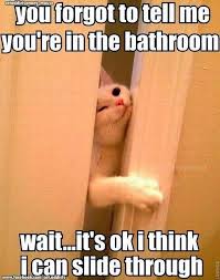 Funny Cat Bathroom Quote Funny Animal Memes Funny Cats Cats