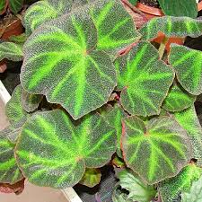 Rex begonia plant care tips. Blattbegonie In Sorten Begonia Rex Gartencenter Zulauf Pflanzen Kaufen
