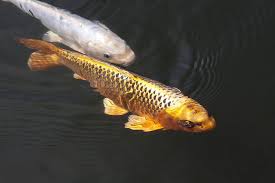 Koi ponds can be the best of all outdoor ponds, with some representing the most tranquil and peaceful scenes in the world. Koi Carp The Royal Pond Fish Garden Ponds Lakes
