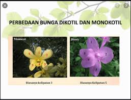 Di sini kami sebutkan perbedaan batang monokotil dan dikotil tanaman lebih banyak lagi. Struktur Tubuh Dan Fungsi Tumbuhan Science Quizizz