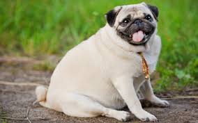The dog is one of the two most ubiquitous and most popular domestic animals in the world (the cat is the other). Obesity In Dogs Vca Animal Hospital