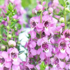 Image result for Pentas zanzibarica