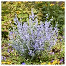Image result for Perovskia atriplicifolia lacey blue lisslitt photo