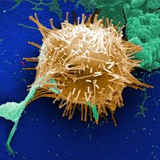 It's called milky spore disease (paenibacillus popilliae, formerly bacillus popilliae). Environmental Atcc