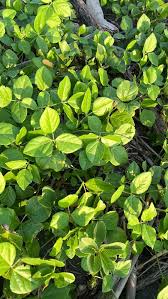 Image result for Vigna membranacea