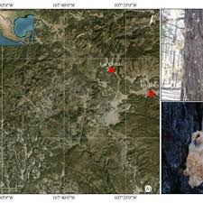 PDF) Population Fluctuation of Dendroctonus spp. and Its Relationship with  Climatic Variables in Southwestern Chihuahua, Mexico