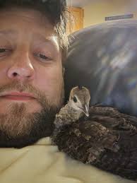 Raising peafowl experiences, good and bad