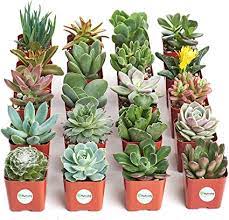 Succulents are shipped year round with care instruction. Amazon Com Shop Succulents Unique Collection Of Live Plants Hand Selected Variety Pack Of Mini Succulents Standard Box Everything Else