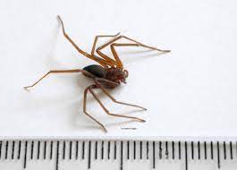 Sonhar com aranha marrom significados. Saude Parana Teve Mais De Quatro Mil Acidentes Com Aranha Marrom Agencia Estadual De Noticias