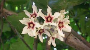 Image result for Cola mossambicensis